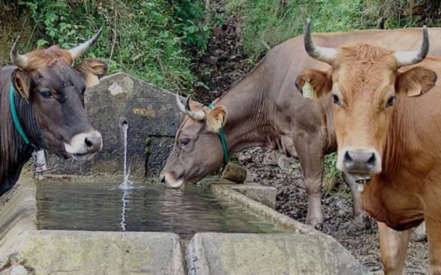 Vacas bebiendo de una fuente estancada