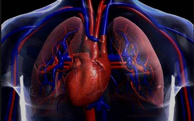 Vista frontal del sistema cardiovascular de la parte torácica del cuerpo humano