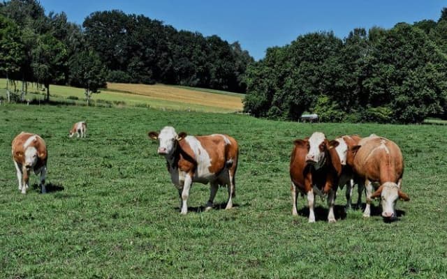 Vacas pastando en un prado